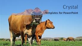  Presentation with dairy - Beautiful presentation design featuring low-angle-view-of-dairy backdrop and a light blue colored foreground