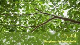  Presentation with rainforest - Presentation design with low angle view of tree with backlit leaves in daintree rainforest australia background and a tawny brown colored foreground