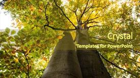 Presentation with trees - Slide deck enhanced with low angle view of two background and a tawny brown colored foreground