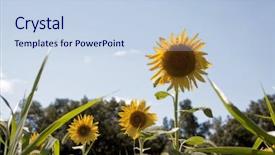  Presentation with sunflowers - Slides having low angle view of a field of yellow sunflowers helianthus annuus with a blue sky background background and a sky blue colored foreground