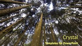  Presentation with pine - Theme with low-angle-view background and a tawny brown colored foreground