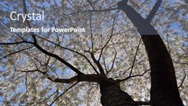  Presentation with spring tree - Slide deck consisting of  background and a  colored foreground