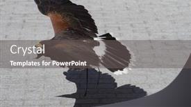  Presentation with eagle flying - Amazing slide deck having low-flying eagle backdrop and a gray colored foreground