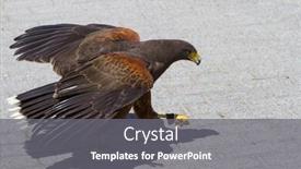  Presentation with eagle flying - Presentation theme consisting of low-flying eagle background and a gray colored foreground