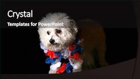  Presentation with hawaiian - Audience pleasing presentation theme consisting of low key shot of fifi backdrop and a black colored foreground