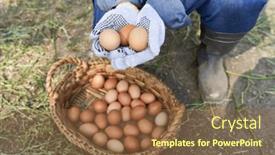  Presentation with poultry farm - Slides consisting of low-section-of-female-farmer background and a  colored foreground