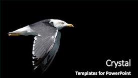  Presentation with seagull - PPT layouts featuring low vision - flying seagull over black background background and a  colored foreground