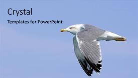 Presentation with light blue - Audience pleasing theme consisting of low vision - flying seagull over light blue backdrop and a  colored foreground