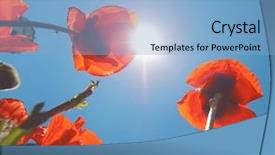  Presentation with poppies - Slide deck consisting of low wide angle view background and a light blue colored foreground