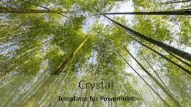  Presentation with bamboo - Slides featuring lower-angle-view-of-bamboo background and a  colored foreground