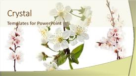  Presentation with bloom - Presentation theme featuring lower border - cherry twig in bloom isolated background and a cream colored foreground