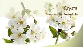 Presentation with bloom - PPT layouts consisting of lower border - cherry twig in bloom isolated background and a cream colored foreground