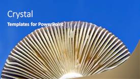  Presentation with mushroom - Presentation theme consisting of lower part of mushroom background and a cobalt blue colored foreground