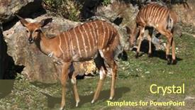  Presentation with underwater wild nature sea life - Cool new slide deck with byala - lowland nyala tragelaphus angasii wild backdrop and a tawny brown colored foreground