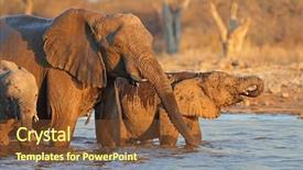  Presentation with elephants - Amazing presentation theme having loxodonta africana drinking water etosha backdrop and a tawny brown colored foreground