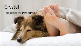  Presentation with jesus washed feet disciples - Colorful presentation theme enhanced with loyal - dog sleeping on the bed backdrop and a soft green colored foreground