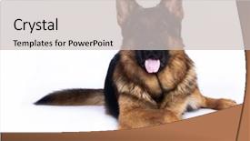  Presentation with german - Slide deck featuring loyal - german shepherd on a white background and a light gray colored foreground