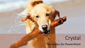  Presentation with happy birthday gold - Beautiful slide deck featuring loyal - happy young golden retriever adorable backdrop and a red colored foreground