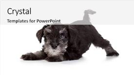  Presentation with puppy - Beautiful PPT theme featuring loyal - miniature schnauzer puppy over white backdrop and a white colored foreground