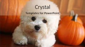  Presentation with orange biscuit - Audience pleasing presentation theme consisting of loyal - purebred bichon frise puppy backdrop and a coral colored foreground