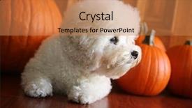  Presentation with orange - Amazing presentation theme having loyal - purebred bichon frise puppy backdrop and a coral colored foreground