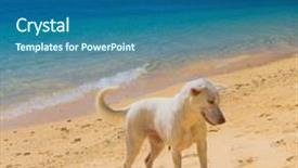  Presentation with pet surgery - PPT layouts enhanced with loyal - wet nose cute pet background and a ocean colored foreground