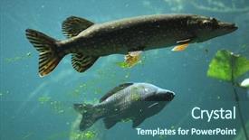  Presentation with wildlife - Slide set enhanced with lucius and wild common carp background and a ocean colored foreground