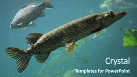  Presentation with wild learning - Audience pleasing PPT theme consisting of  backdrop and a  colored foreground