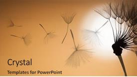  Presentation with dandelion - Theme having lucking freedom - flying dandelion seeds background and a yellow colored foreground