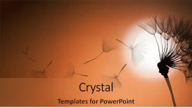  Presentation with freedom - Presentation theme enhanced with lucking freedom - flying dandelion seeds background and a coral colored foreground