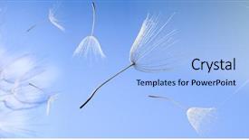  Presentation with dandelion - Amazing PPT theme having lucking freedom - flying dandelion seeds backdrop and a light blue colored foreground