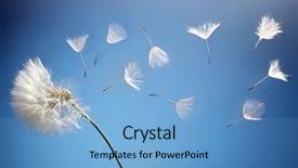  Presentation with dandelion - Slide deck having lucking freedom - flying dandelion seeds background and a light blue colored foreground