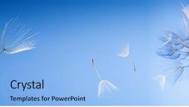  Presentation with blue header weather vane - Slide deck with lucking freedom - flying dandelion seeds background and a light blue colored foreground