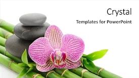  Presentation with spa concept - Slide set having lucky bamboo - spa concept with zen stones background and a white colored foreground