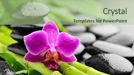  Presentation with zen stones - Audience pleasing presentation theme consisting of lucky bamboo - zen basalt stones and orchid backdrop and a mint green colored foreground
