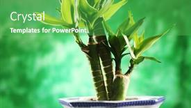  Presentation with lucky bamboo - Slides consisting of lucky bamboo dracaena sanderiania plant background and a shamrock green colored foreground