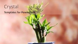  Presentation with lucky bamboo - Slide deck consisting of concept - business man go upstairs background and a  colored foreground.