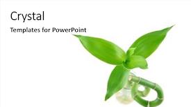  Presentation with lucky bamboo - Slide deck consisting of lucky bamboo in isolated white background and a  colored foreground