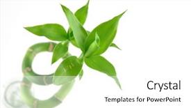  Presentation with lucky bamboo - Beautiful theme featuring lucky bamboo in isolated white backdrop and a white colored foreground