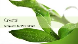  Presentation with lucky bamboo - Presentation featuring lucky-bamboo-isolated-on-white background and a soft green colored foreground