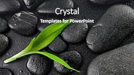  Presentation with lucky bamboo - Audience pleasing PPT theme consisting of lucky bamboo on the black backdrop and a dark gray colored foreground