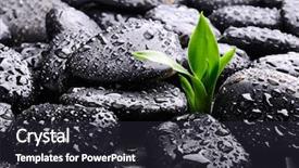  Presentation with lucky bamboo - Presentation enhanced with lucky bamboo on the stones background and a wine colored foreground