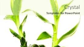  Presentation with lucky bamboo - Amazing presentation design having lucky-bamboo-over-white-background backdrop and a soft green colored foreground