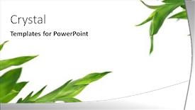  Presentation with lucky bamboo - Cool new PPT theme with lucky-bamboo-plant-arranged backdrop and a white colored foreground