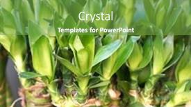  Presentation with lucky bamboo - Amazing slide deck having lucky-bamboo-plant-dracaena-sanderiana backdrop and a seafoam green colored foreground