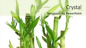  Presentation with lucky bamboo - Slide deck enhanced with lucky bamboo plant background and a soft green colored foreground