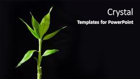  Presentation with lucky bamboo - Slide deck with lucky-bamboo-with-leaves-isolated background and a black colored foreground