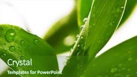  Presentation with lucky bamboo - Slide deck enhanced with lucky bamboo with water drops background and a forest green colored foreground
