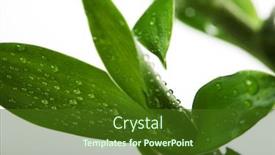  Presentation with lucky bamboo - Colorful presentation theme enhanced with lucky-bamboo-with-water-drops backdrop and a tawny brown colored foreground