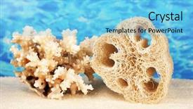  Presentation with color border bottom - Cool new theme with lufe - loofah on color background backdrop and a  colored foreground